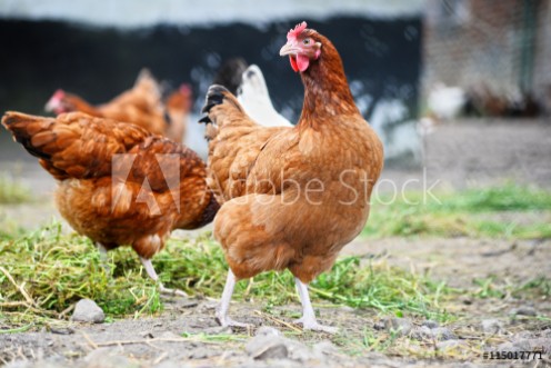 Picture of Chickens on traditional free range poultry farm